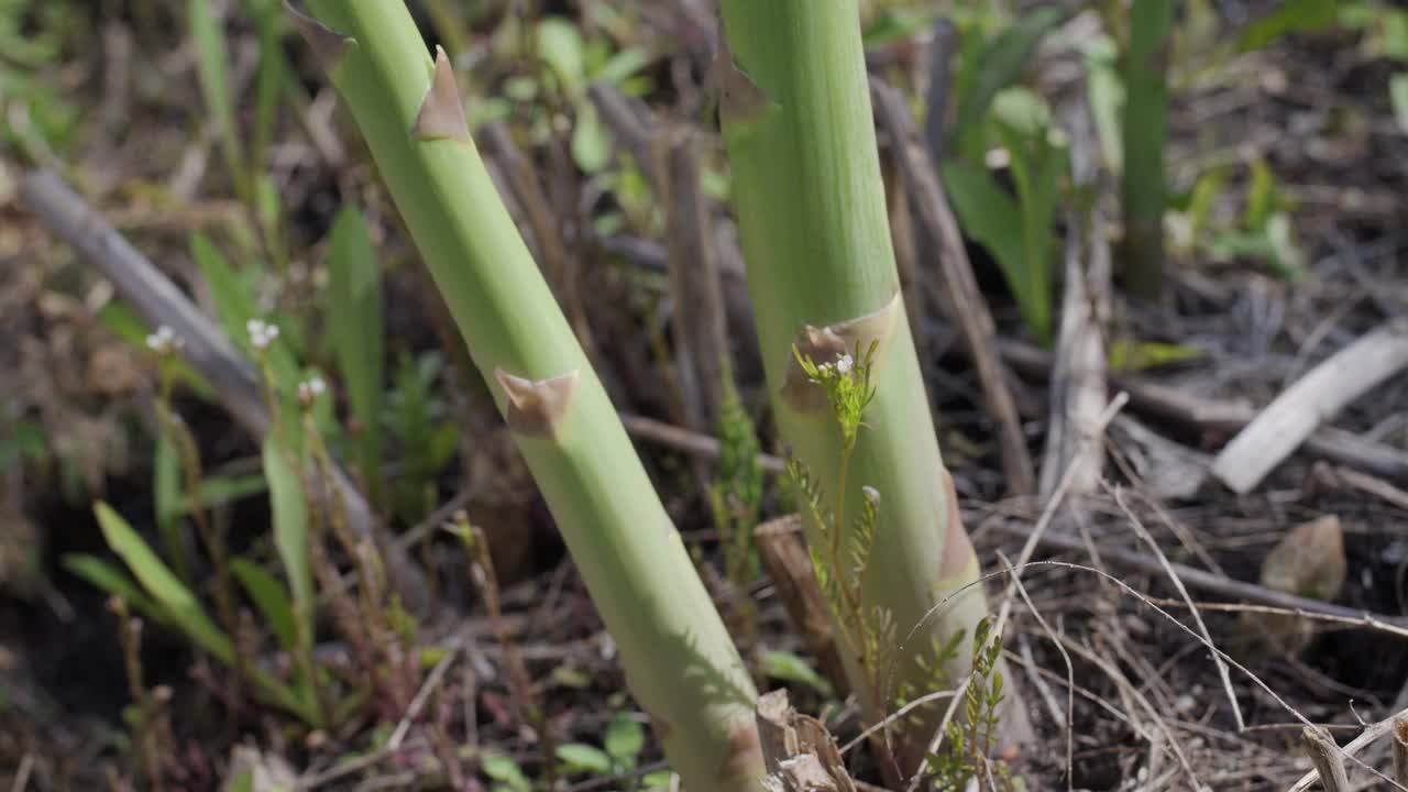 芦笋在芦笋地里发芽。季节性收获。视频素材