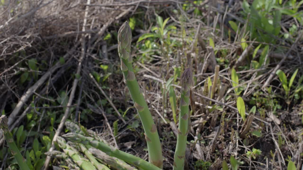 芦笋在芦笋地里发芽。季节性收获。视频素材