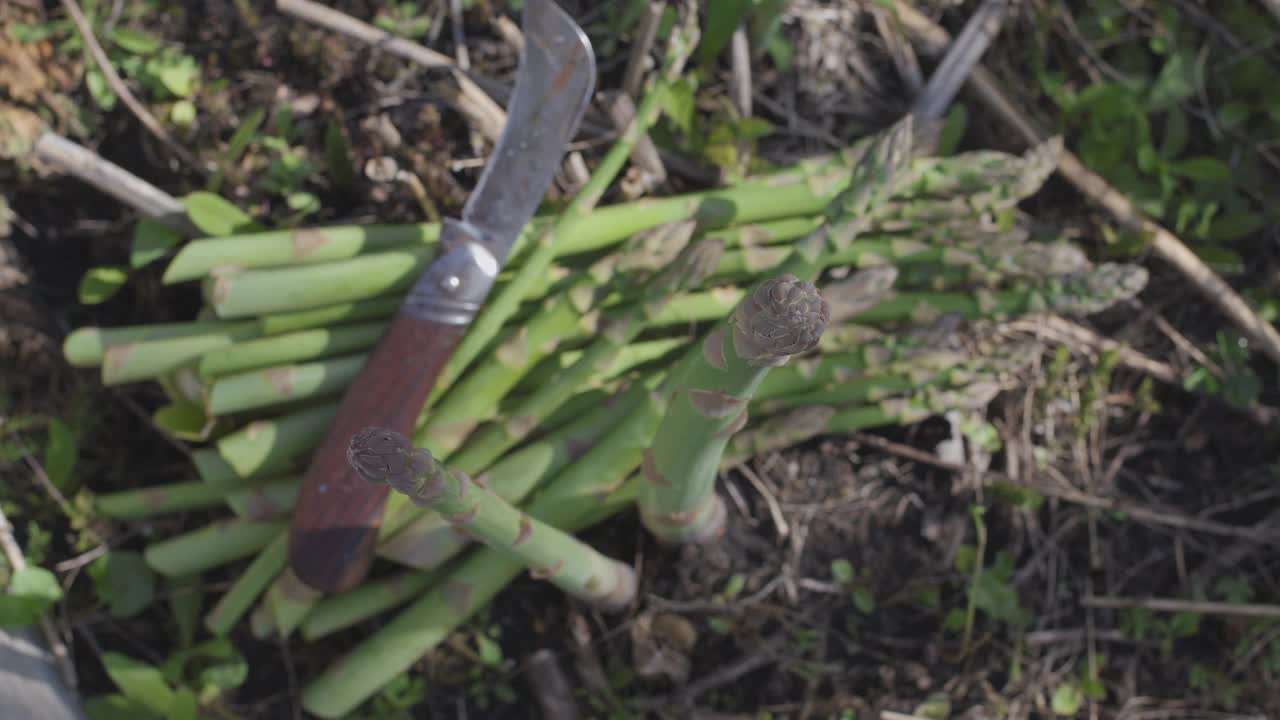 芦笋在芦笋地里发芽。季节性收获。视频素材