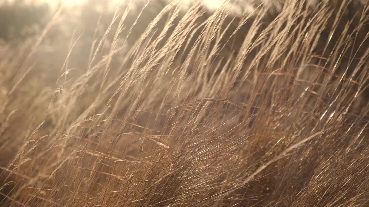 潘帕斯草在风中。干燥的米色里德。软的焦点。美丽的秋天，潘帕斯草花摇曳。抽象的自然的视频。潘帕斯草在风中。干燥的米色里德。柔和的中性颜色。地球音调。视频素材