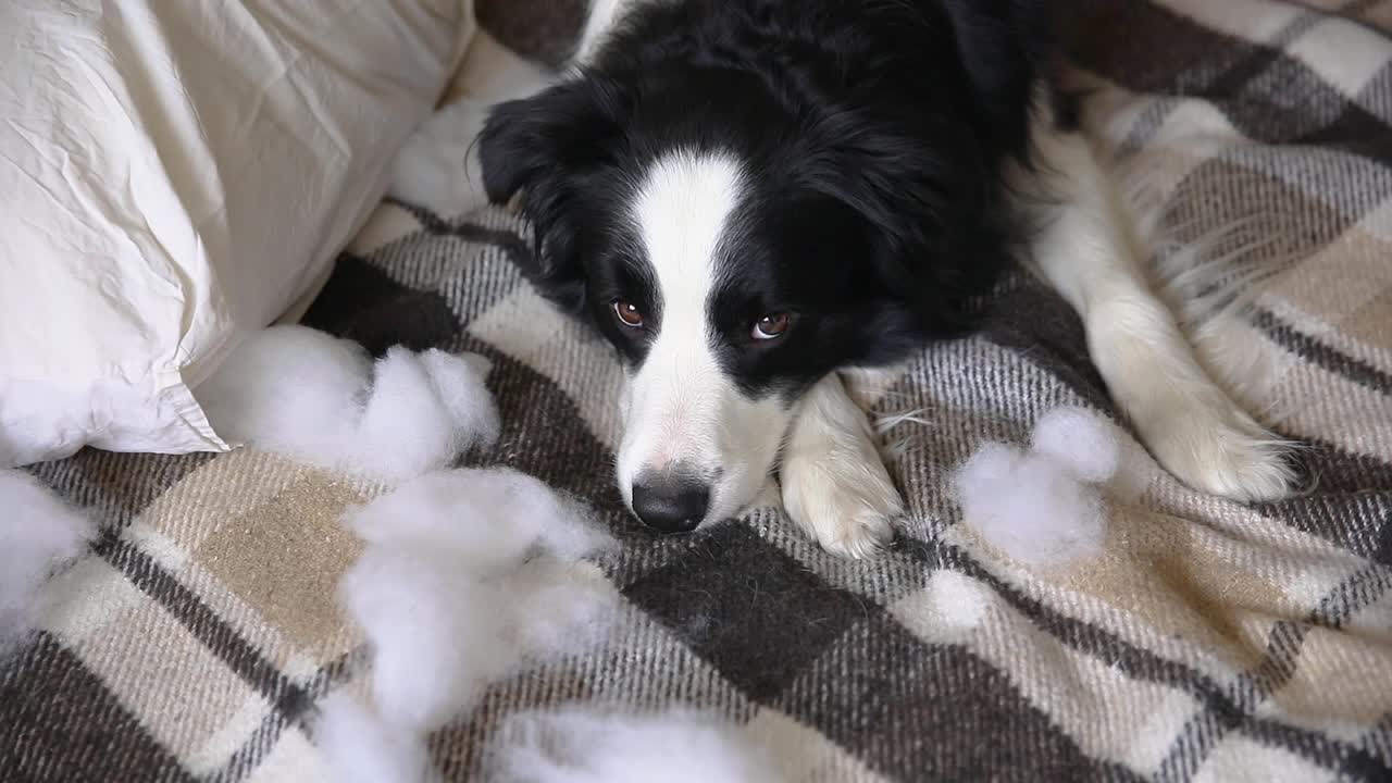 调皮顽皮的小狗博德牧羊犬恶作剧后咬枕头躺在家里的沙发上。内疚的狗，破坏了客厅。用有趣的内疚表情破坏凌乱的家和小狗视频素材