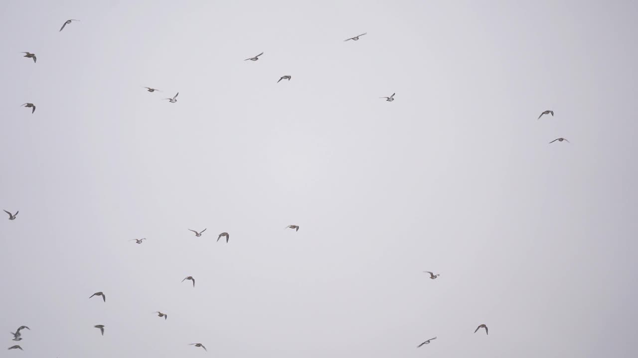 金色的千鸟(杏雨)在空中飞舞视频素材