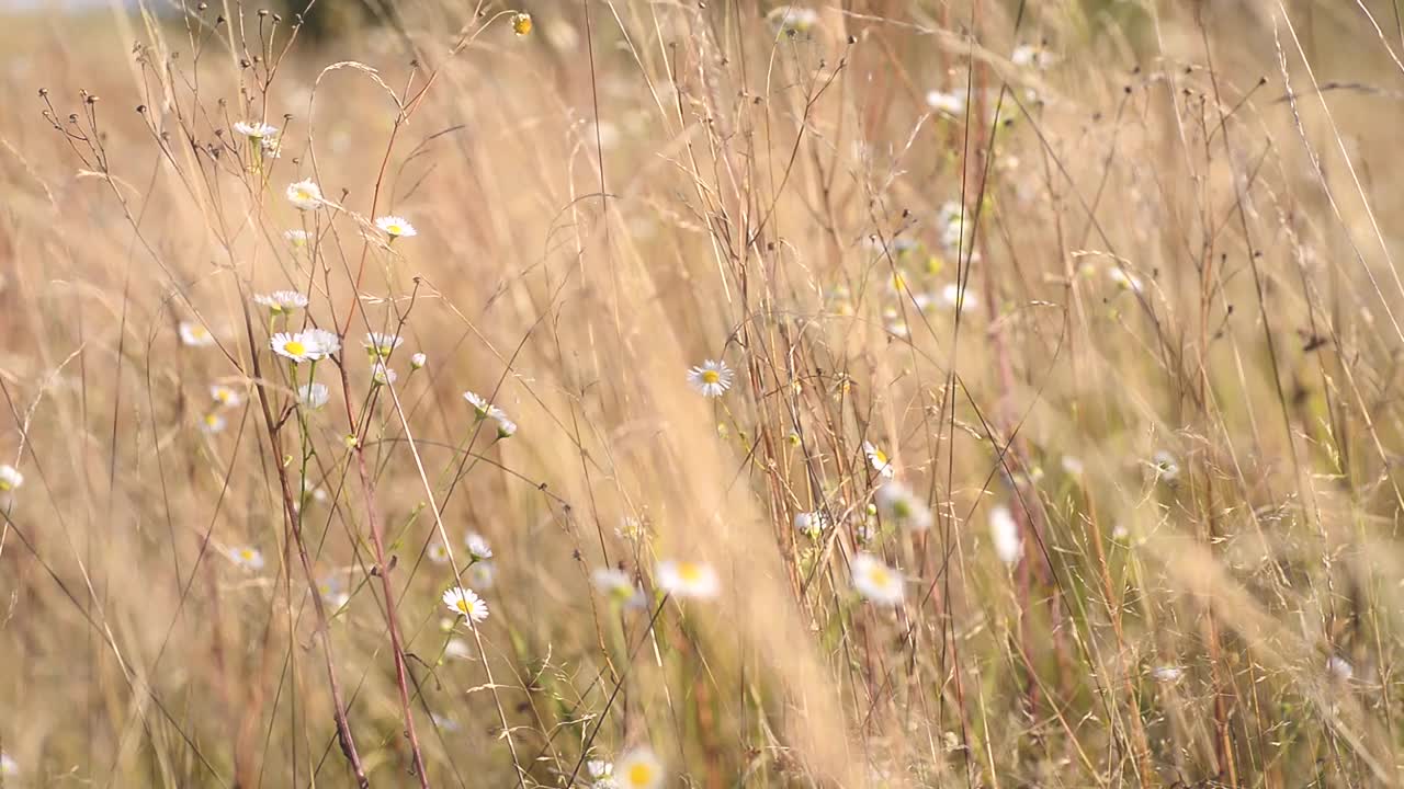 在一个阳光明媚的夏日，野甘菊在风中摇曳视频素材