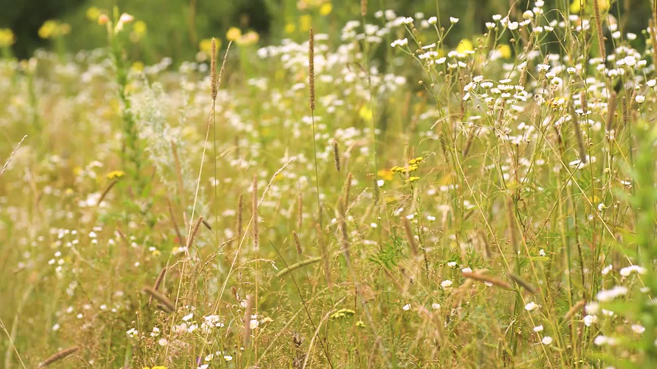 在一个阳光明媚的夏日，野甘菊在风中摇曳视频素材