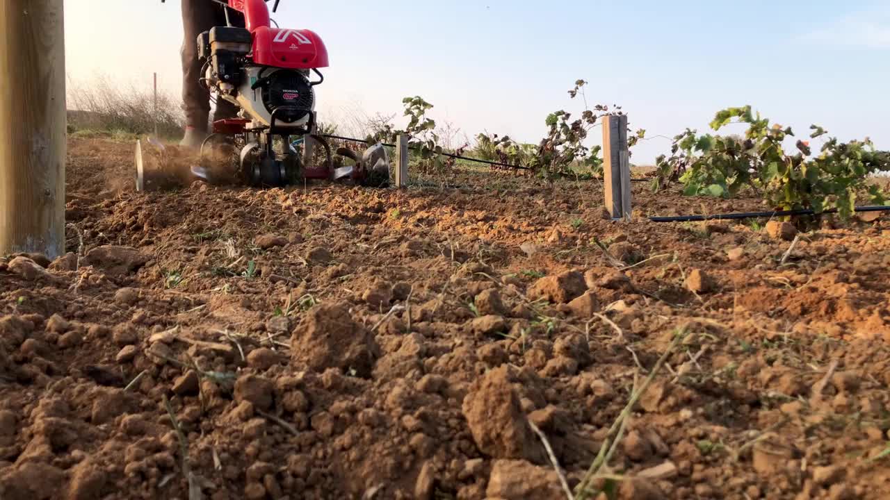 在葡萄园周围用除草机除草的农民。视频下载