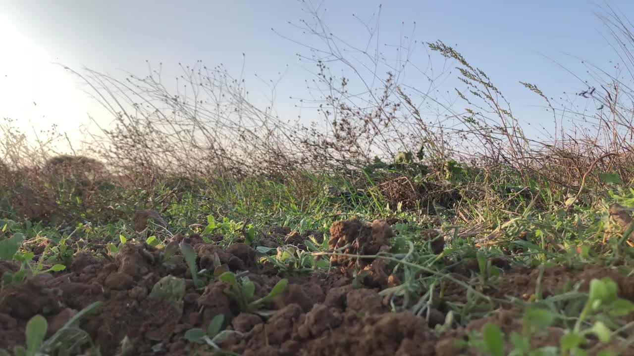 在葡萄园周围用除草机除草的农民。视频下载