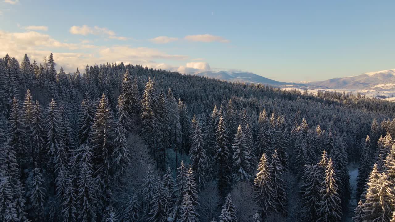 空中冬季景观与松树的雪覆盖森林在寒冷的山脉在日出视频素材