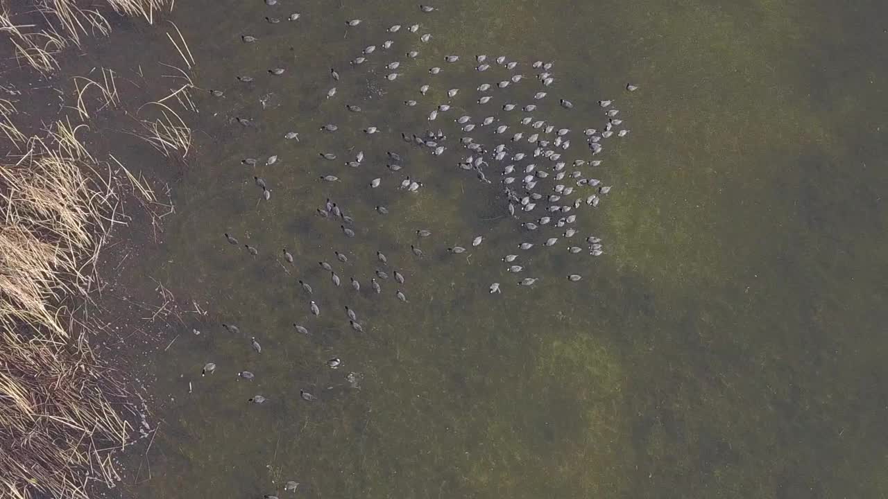 白骨顶在浅水湿地池塘里钓鱼视频素材