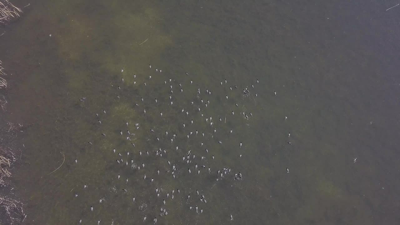 白骨顶在威尔默湿地游泳和潜水视频素材