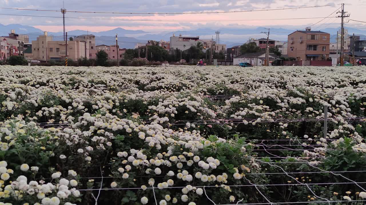 台湾省苗栗县通洛杭居生活节视频素材