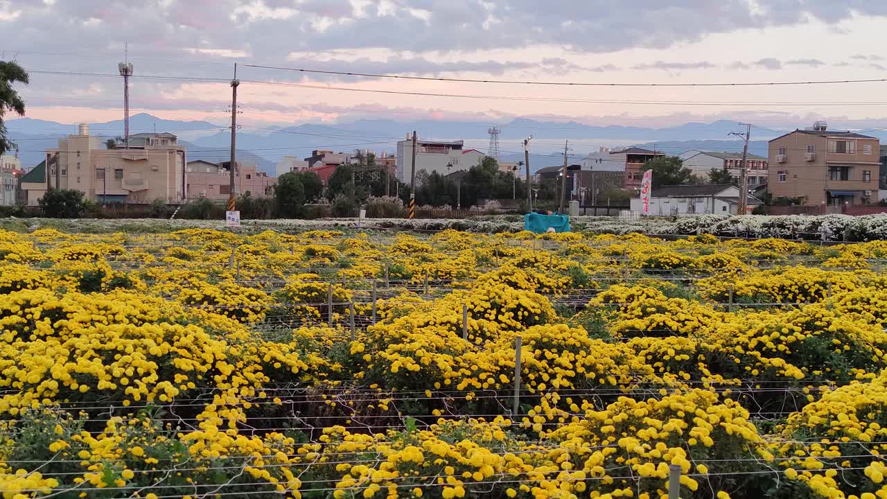 台湾省苗栗县通洛杭居生活节视频素材