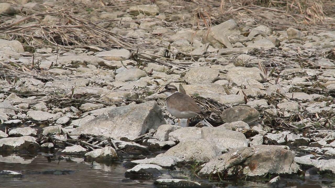 在韩国京畿道杨平郡江尚郡岁月里的水边，长喙鸻(Charadrius placidus)视频素材