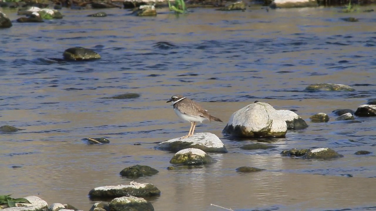 在韩国京畿道杨平郡江尚郡岁月里的水边，长喙鸻(Charadrius placidus)视频素材