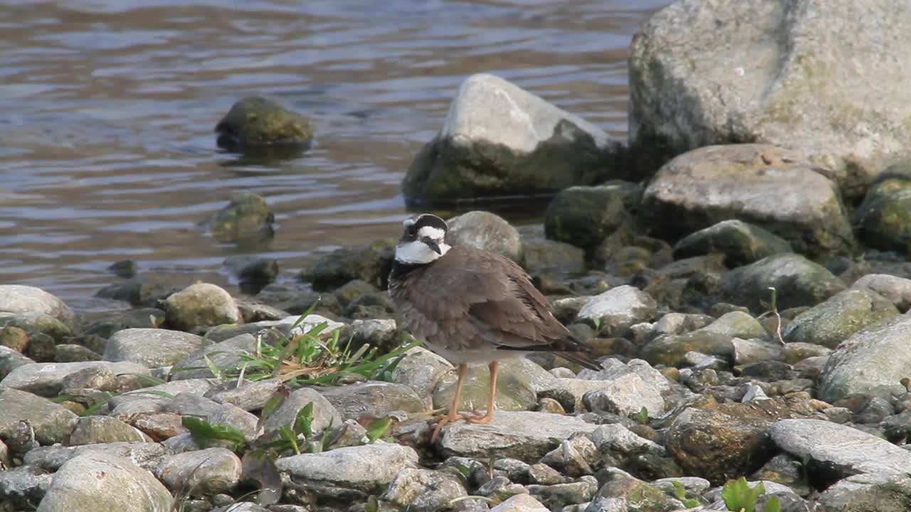 在韩国京畿道杨平郡江尚郡岁月里的水边，长喙鸻(Charadrius placidus)视频素材