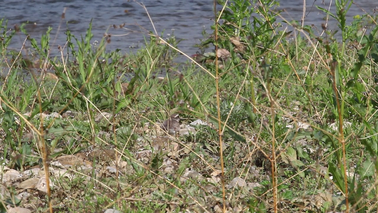 韩国京畿道广州市土川郡道水里的Oligyo桥附近的长喙鸻(Charadrius placidus)视频素材