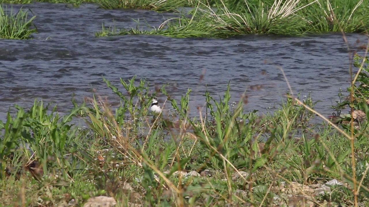 韩国京畿道广州市土川郡道水里，长喙鸻(Charadrius placidus)在Oligyo桥的水边视频素材