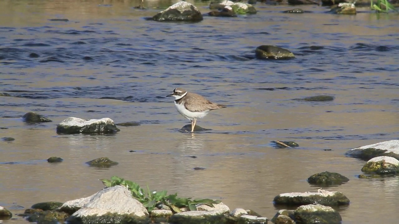 在韩国京畿道杨平郡江尚郡岁月里的水边，长喙鸻(Charadrius placidus)视频素材