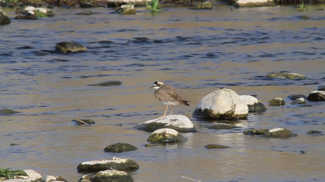 在韩国京畿道杨平郡江尚郡岁月里的水边，长喙鸻(Charadrius placidus)视频素材