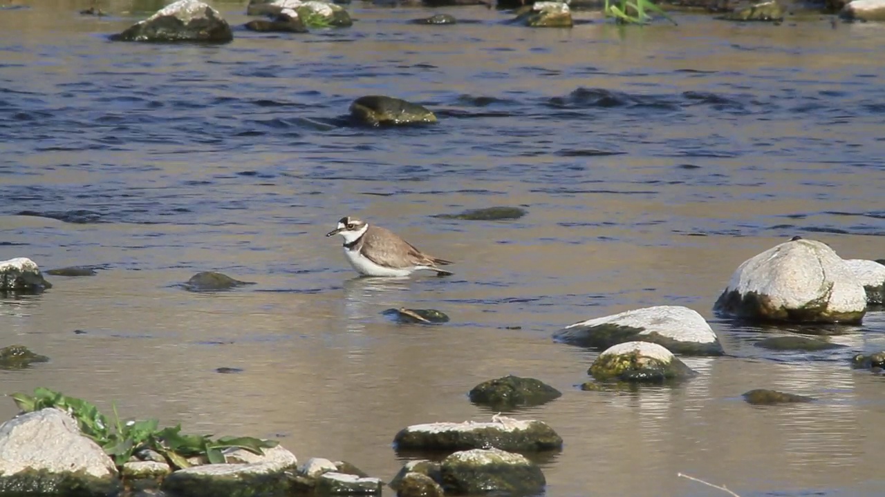 在韩国京畿道杨平郡江尚郡岁月里的水边，长喙鸻(Charadrius placidus)视频素材