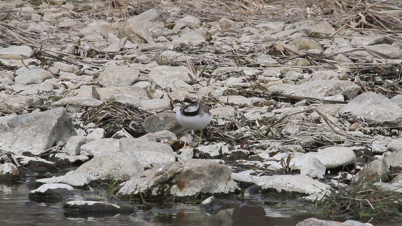 在韩国京畿道杨平郡江尚郡岁月里的水边，长喙鸻(Charadrius placidus)视频素材