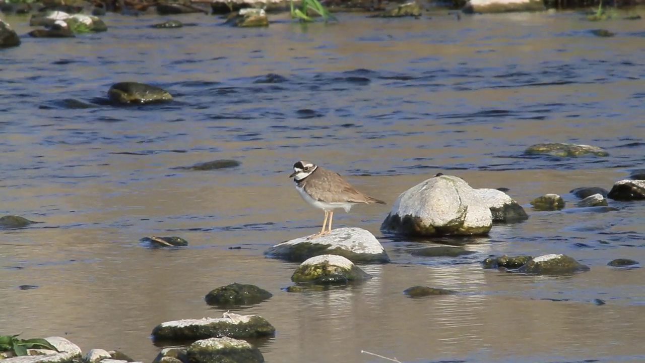 在韩国京畿道杨平郡江尚郡岁月里的水边，长喙鸻(Charadrius placidus)视频素材