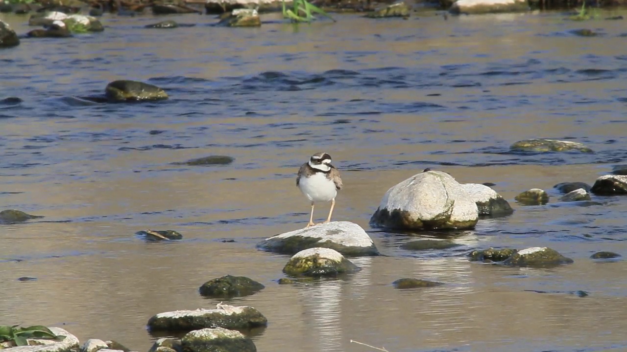 在韩国京畿道杨平郡江尚郡岁月里的水边，长喙鸻(Charadrius placidus)视频素材