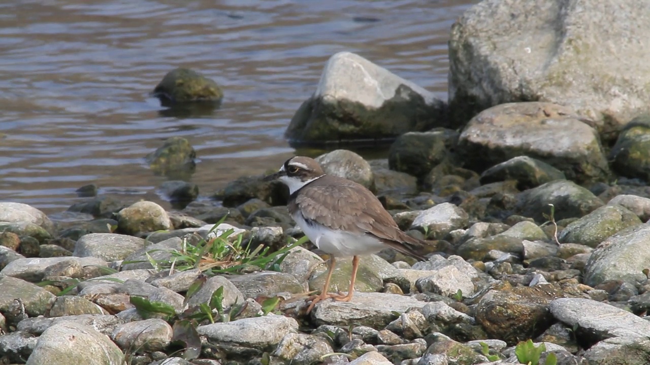 在韩国京畿道杨平郡江尚郡岁月里的水边，长喙鸻(Charadrius placidus)视频素材