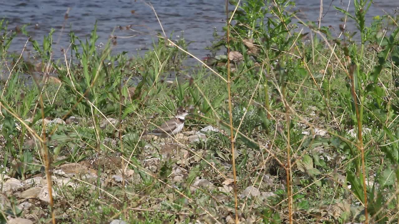 韩国京畿道广州市土川郡道水里的Oligyo桥附近的长喙鸻(Charadrius placidus)视频素材