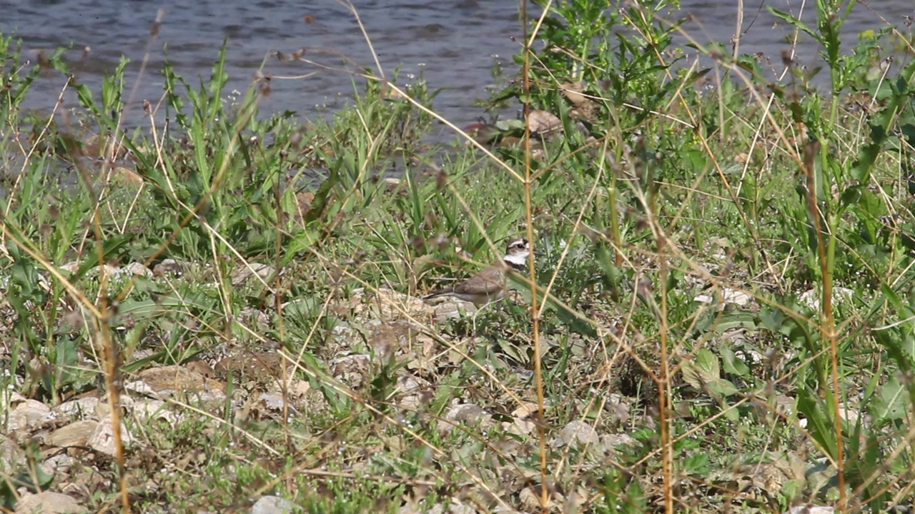 韩国京畿道广州市土川郡道水里的Oligyo桥附近的长喙鸻(Charadrius placidus)视频素材