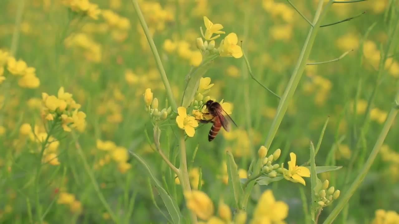 蜜蜂采蜜黄芥末花视频素材