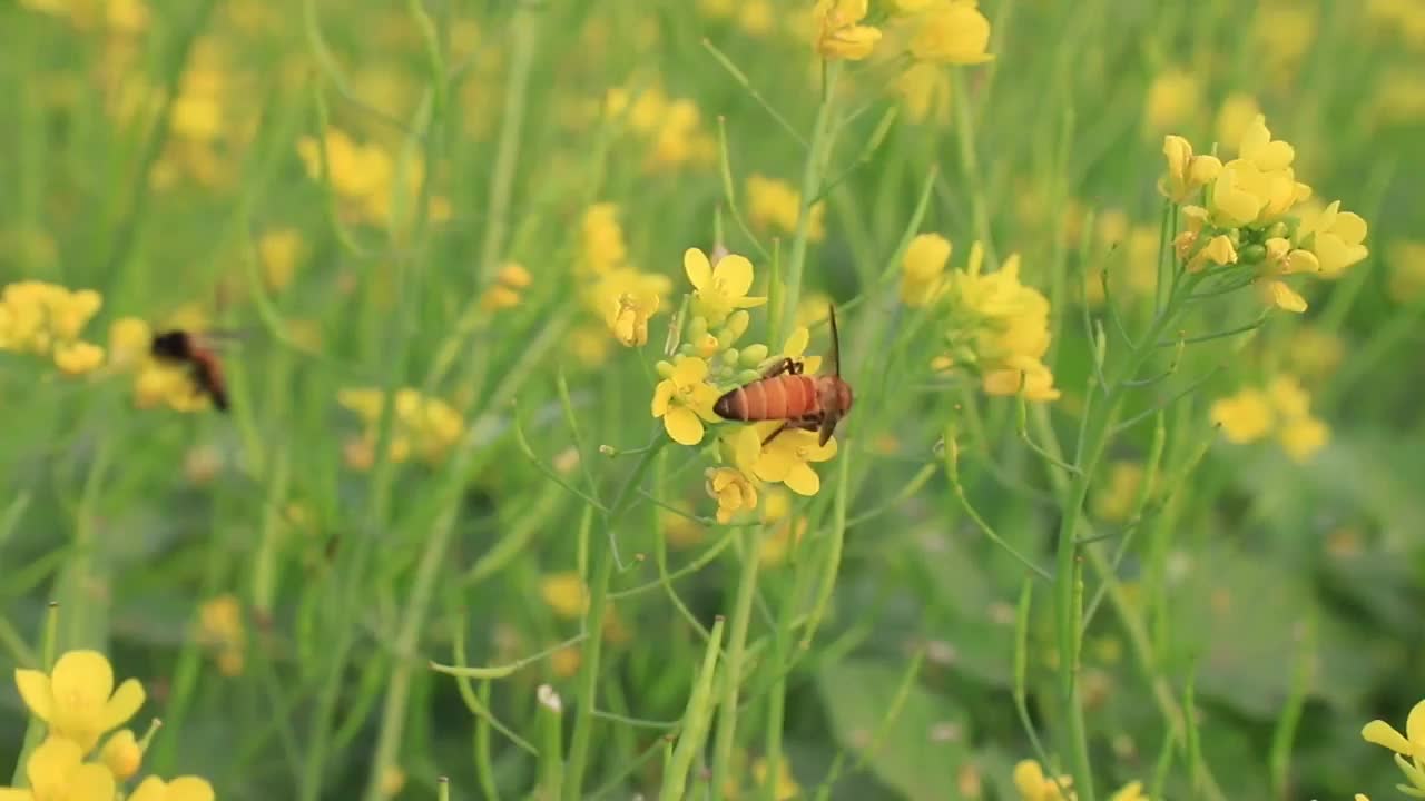 蜜蜂采蜜黄芥末花视频素材