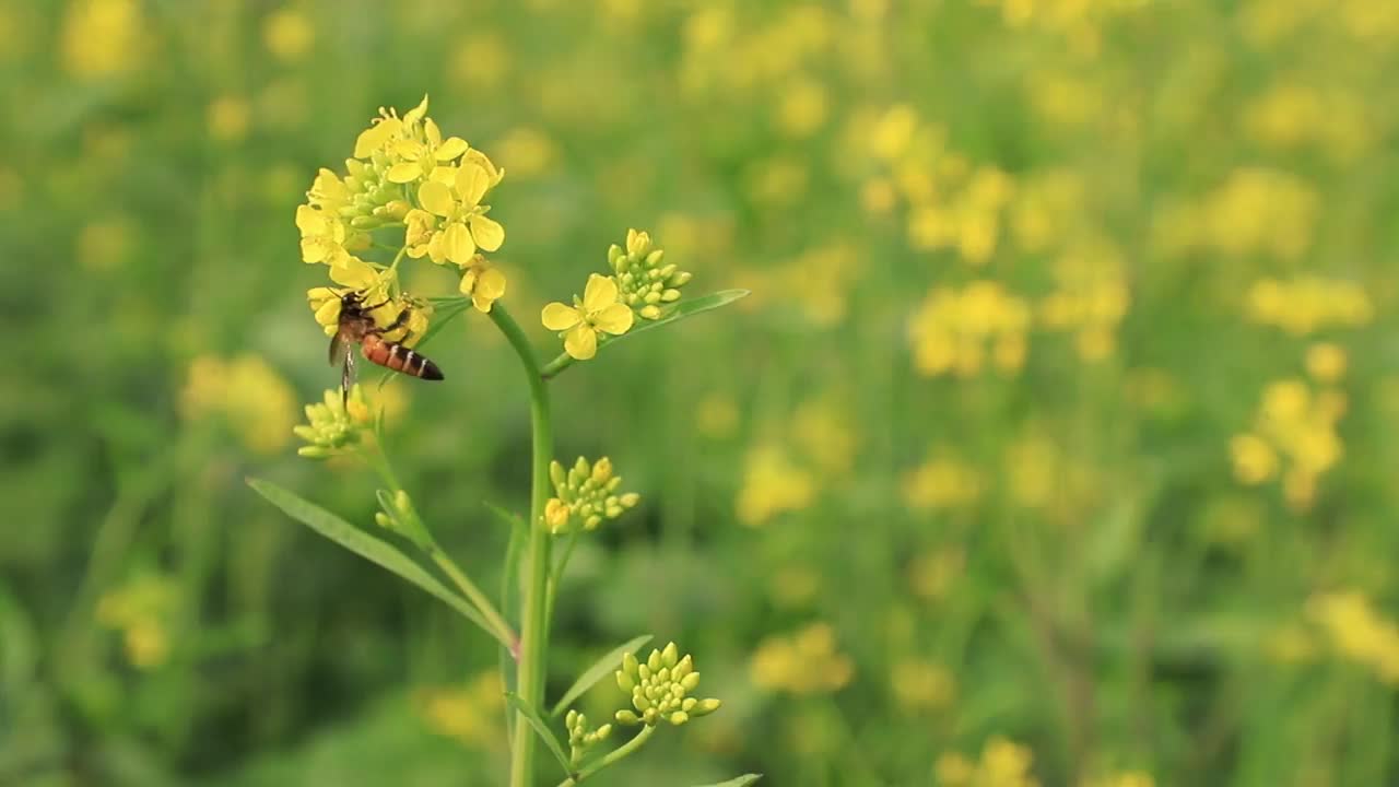 蜜蜂采蜜黄芥末花视频素材