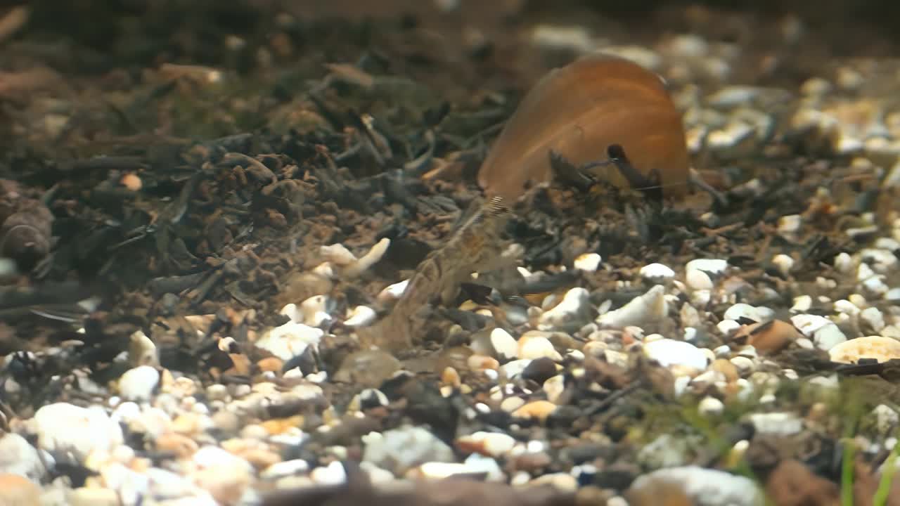 概念6-A1观樱桃虾在水族馆视频素材