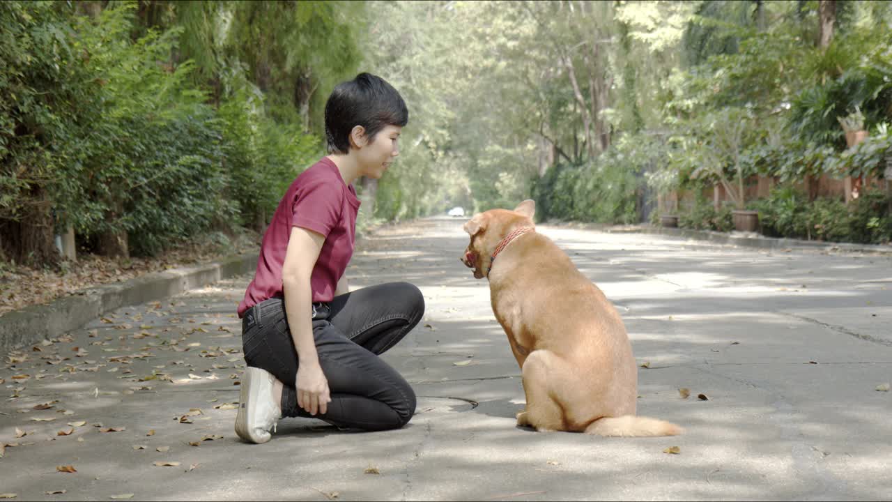 真实的镜头，亚洲妇女爱抚收养短头发棕色泰国流浪狗在树木成行的道路。动物收养和救助，宠物爱的概念。视频素材