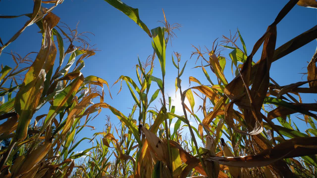 玉米田在农用玉米种植园里阳光普照视频素材