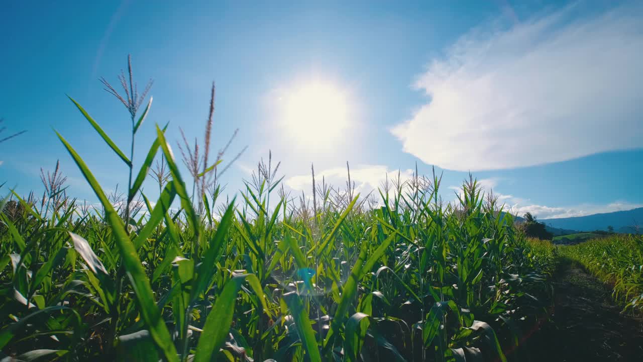 农民走过绿色的玉米玉米在农业种植园视频素材