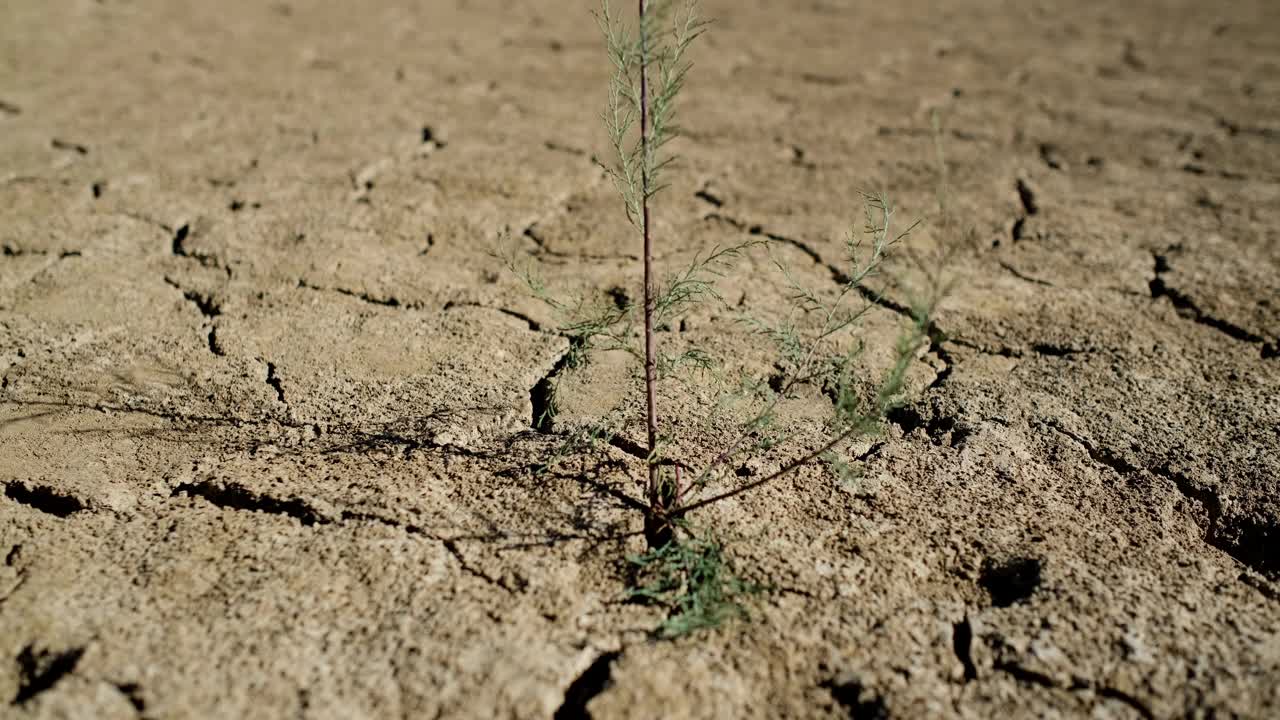 在干裂的土壤中种植树木视频素材