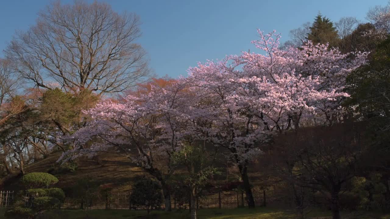 公园里的樱花视频素材