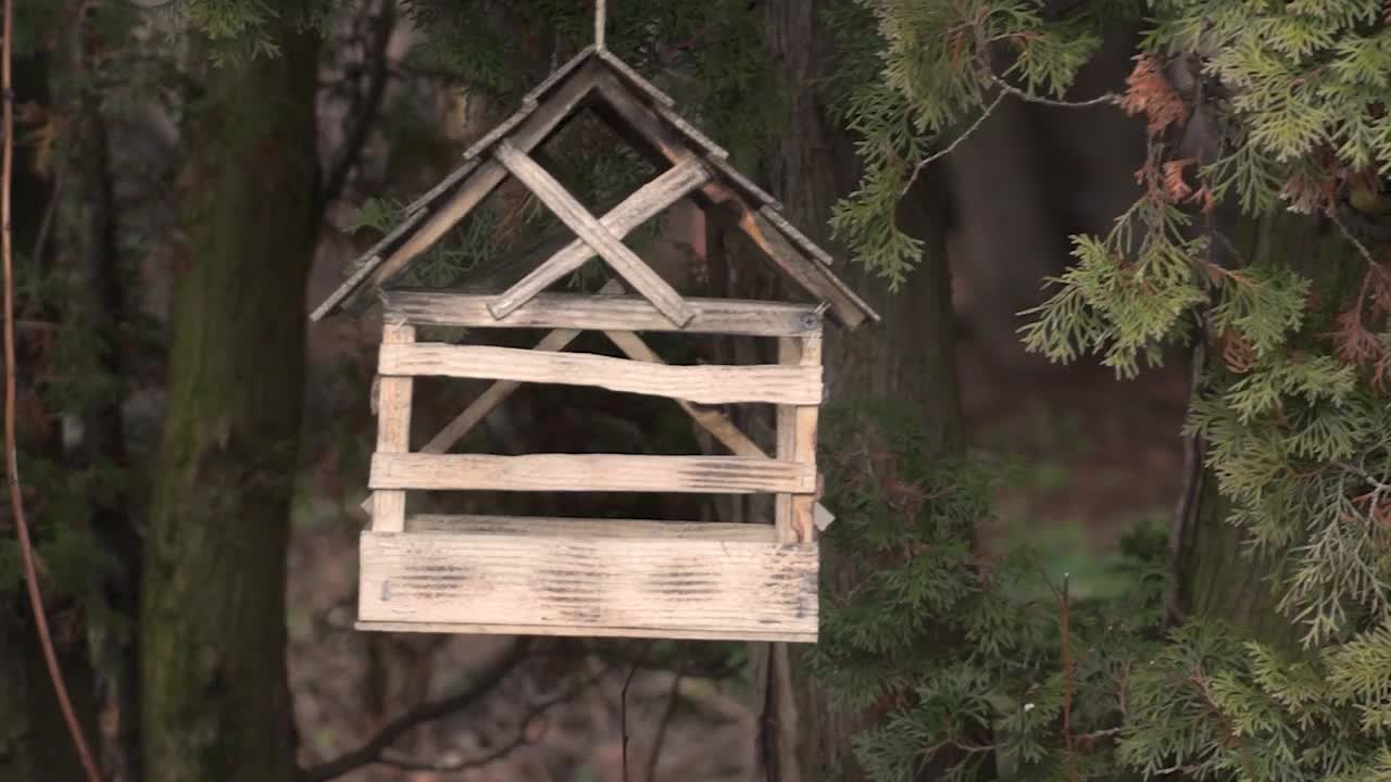 鸟山雀(lat。泥山雀(Poecile palustris或Parus palustris)和大山雀(lat。飞到种子后面的喂鸟器。深秋。2021年11月视频素材