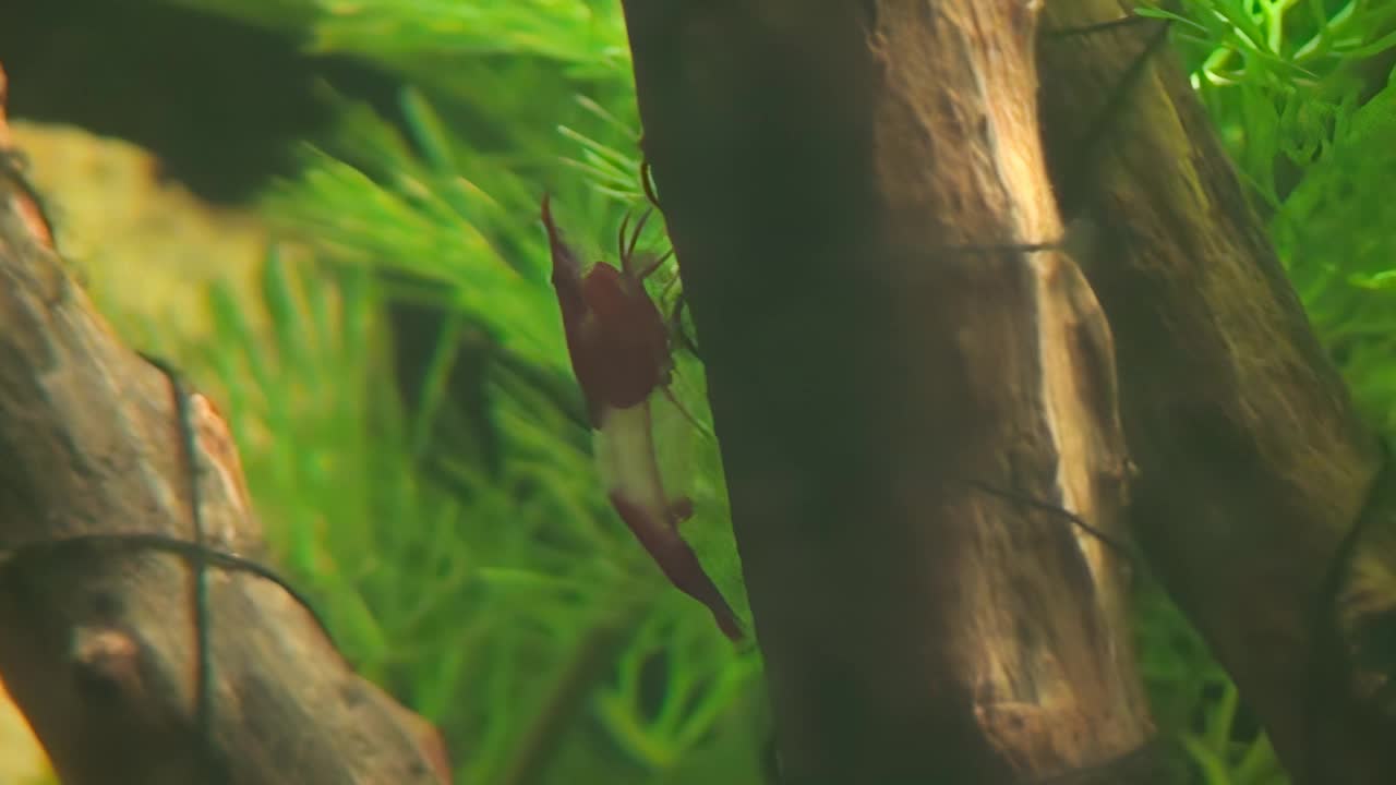 概念14-A1日利虾在水族馆视频素材