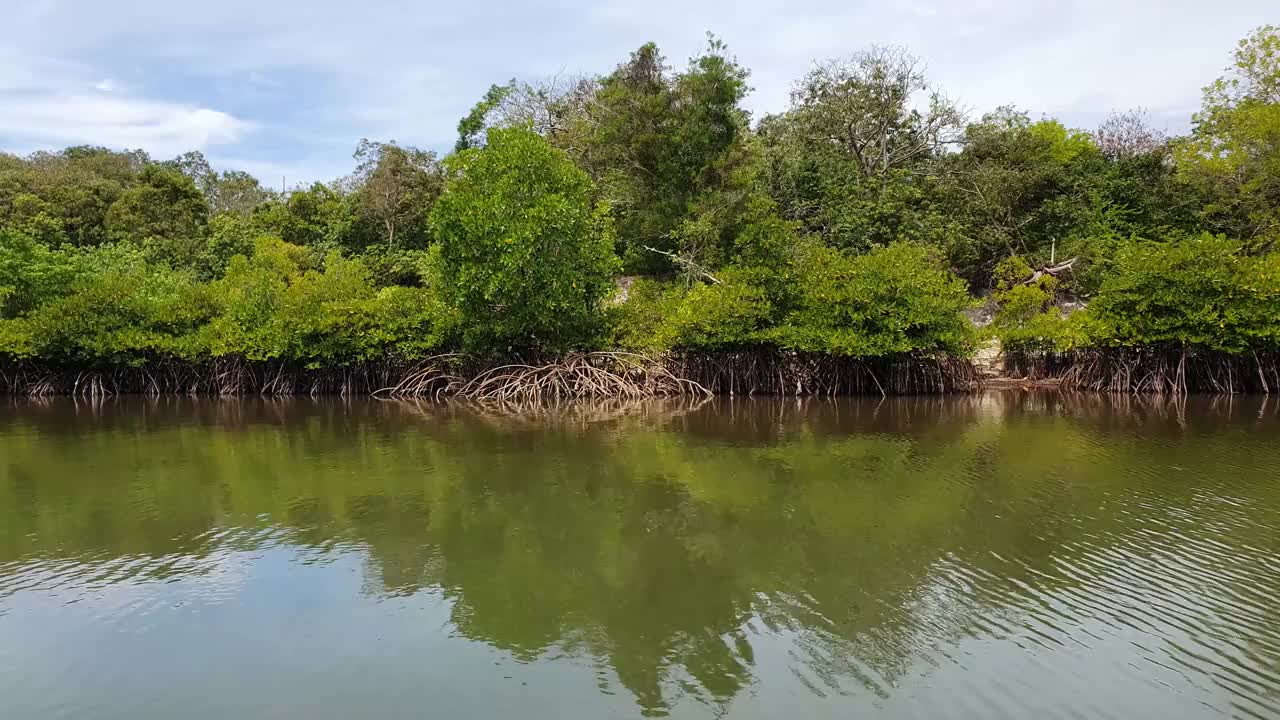 河景红树林之旅视频素材