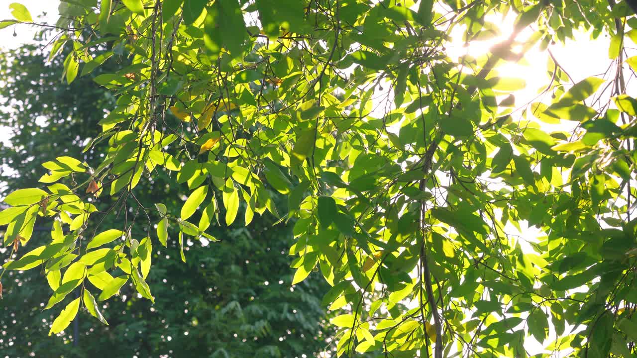 夏天花园里的绿叶，绿叶在绿色的背景上。视频素材