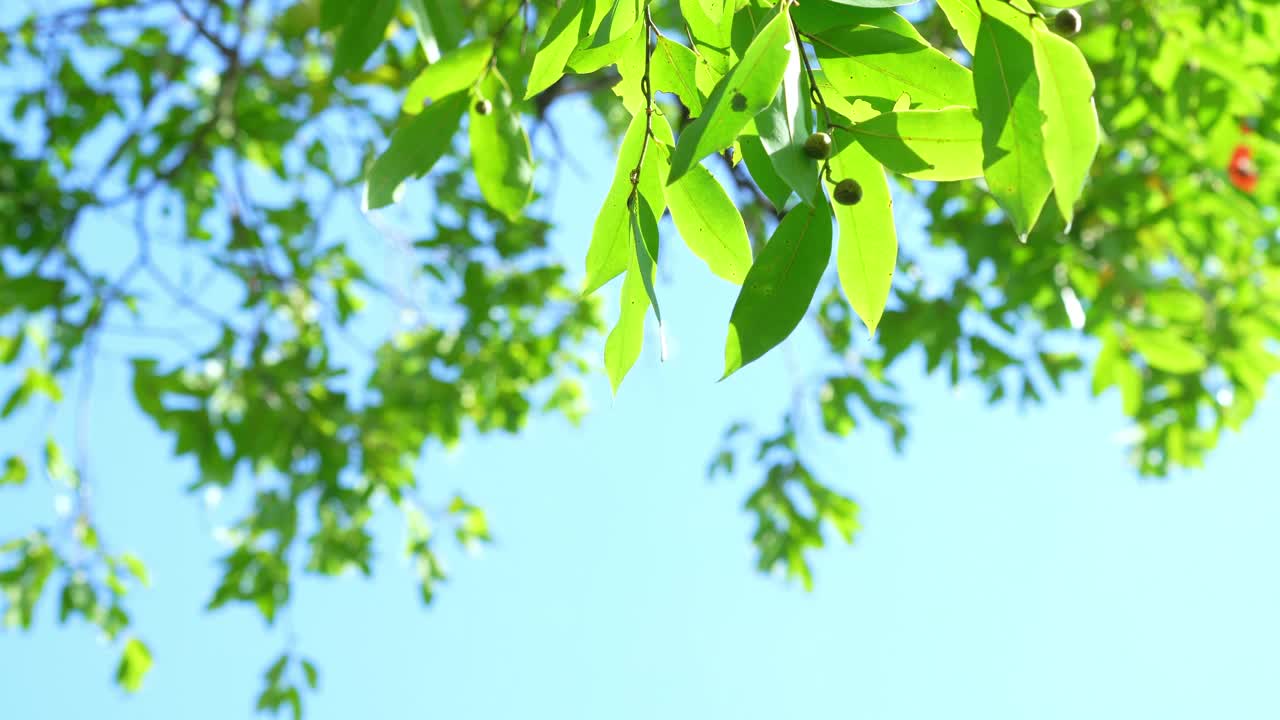 夏天花园里的蓝天上的绿叶，绿色的背景上的绿叶。视频素材