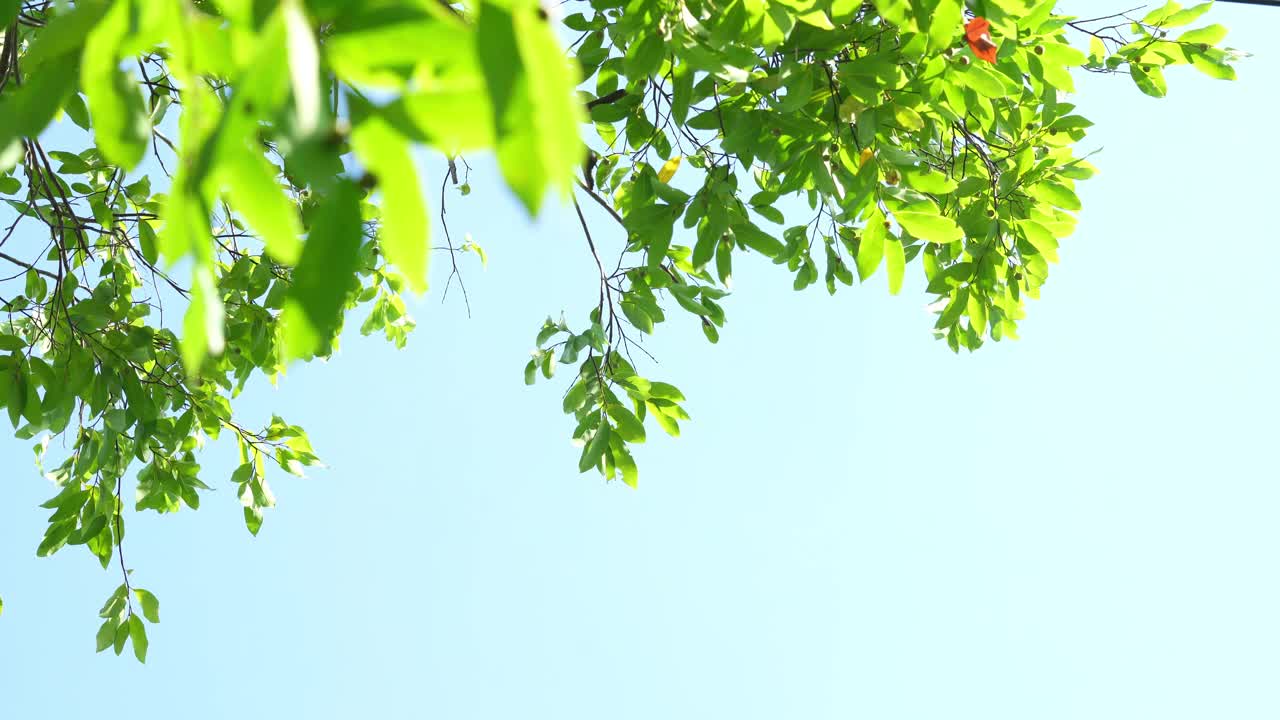 夏天花园里的蓝天上的绿叶，绿色的背景上的绿叶。视频素材