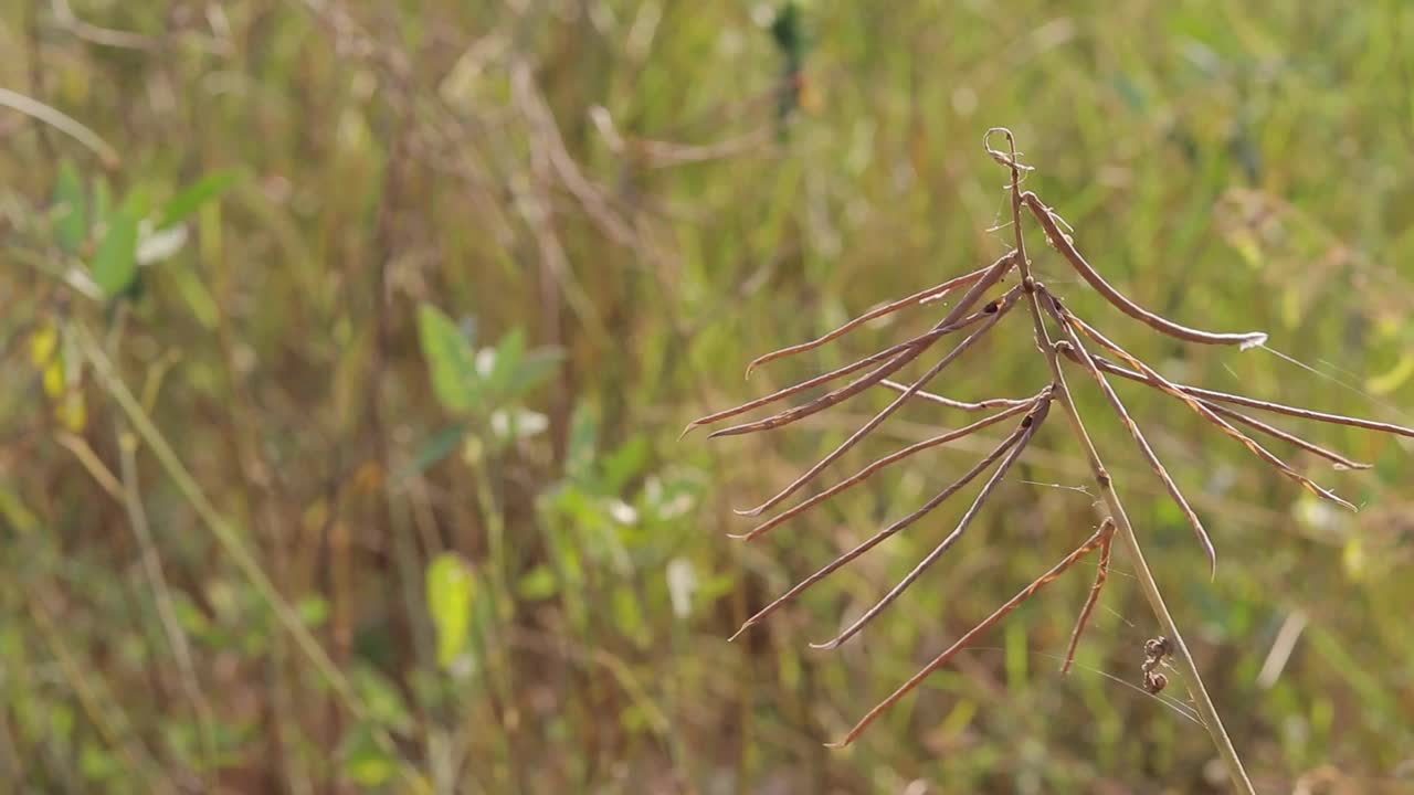 特写秋天的枯枝视频素材