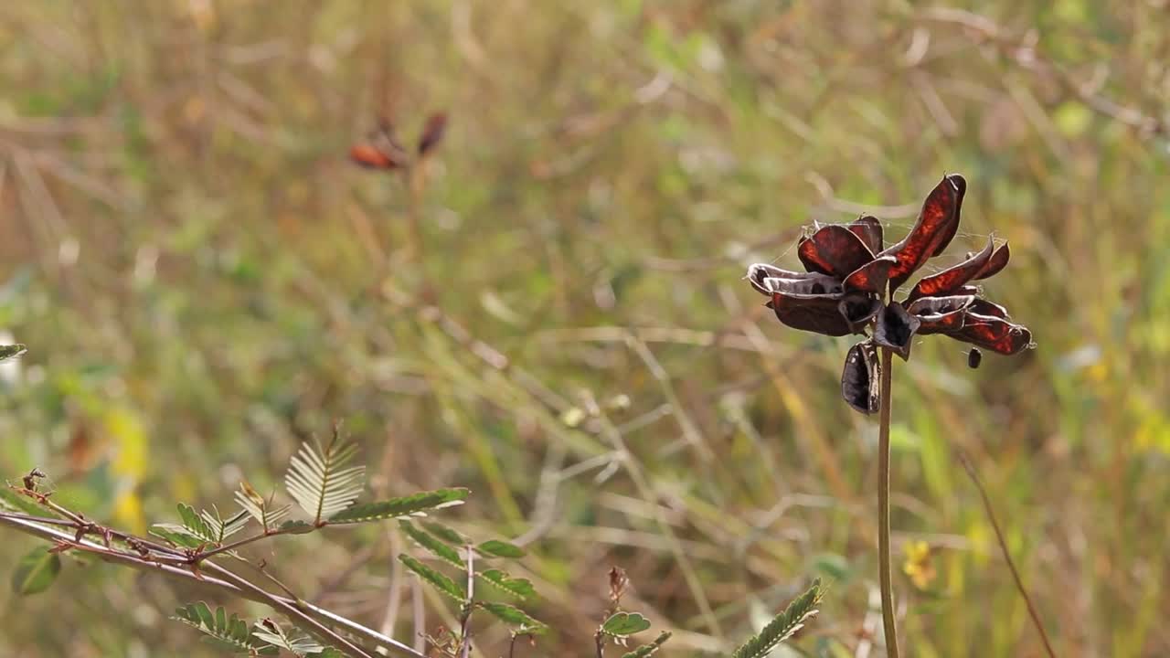 特写秋天的枯枝视频素材