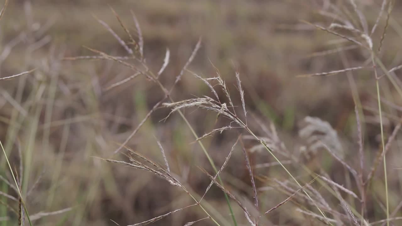 被风吹过的草视频素材