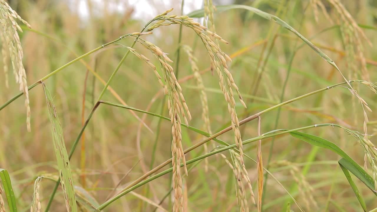 背景模糊的稻穗视频素材