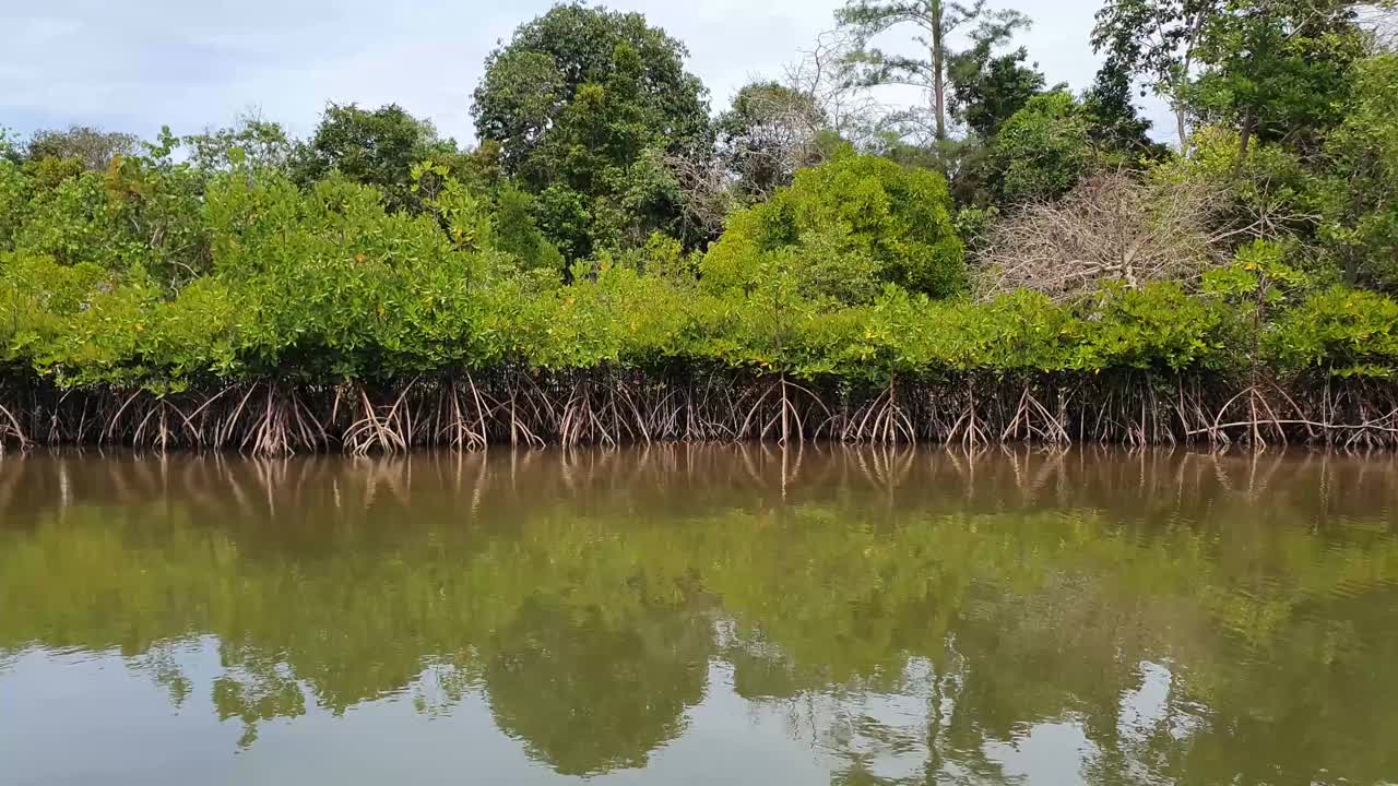 河景红树林之旅视频素材