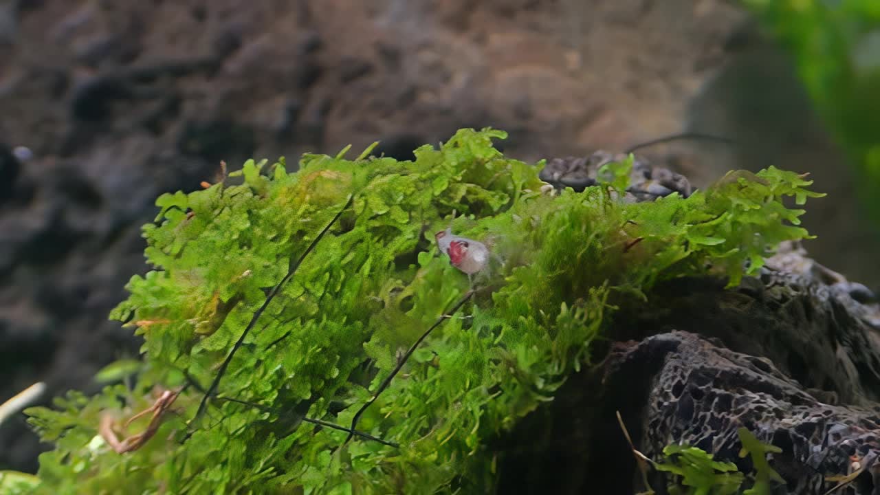 概念17-A1日利虾在水族馆的视图视频素材